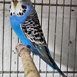 English Budgerigar Pair Available in Santa Ana, ca