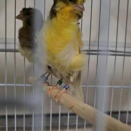 Canaries and Finches for Sale in Santa Ana, ca