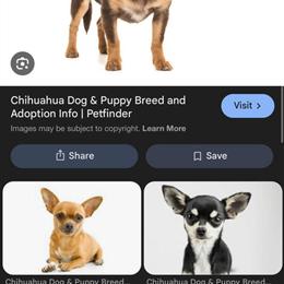 Looking for a female Chihuahua, preferably 1 year or older in Clinton Township, mi