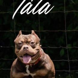 Female Chocolate Tri Micro Bully for Sale in Detroit, mi