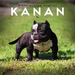 Bully Stud Available for Breeding in Detroit, mi