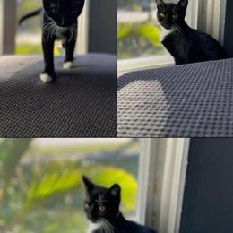 Sweet and Loving Kittens Looking for a Home in Roseville, mi