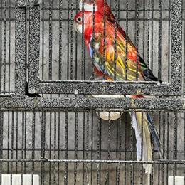 Rosella Parrots for Sale - 2 Pairs with Cage and Nest Box in Chicago, il