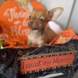 Teeny Tiny Chihuahua Female, 12 Weeks Old in Roseville, mi