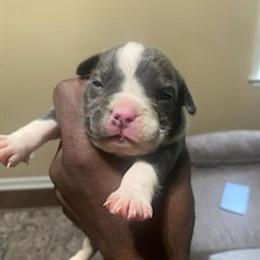 Micro Pocket Bull Terrier Puppies for Sale in Atlanta, ga