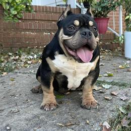5.5 Month Old Male American Pocket Bully for Sale in High Point, nc
