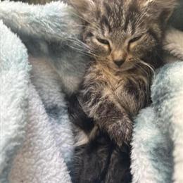 Male Kitten Looking for a Loving Home in Portage, in