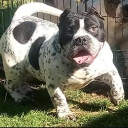 Pocket Micro American Bullies Litter Coming Next Month in Durham, nc