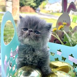 Persian Kittens Ready for New Homes in Lenoir, nc