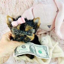 Chihuahuas, Poodles, Pomeranians, Malteses & Teacup Puppies for Adoption in Miami, fl
