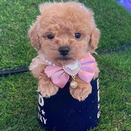 Tiny Poodles Available in Miami, fl