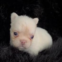 Mini French Bulldogs for Adoption in Miami, fl