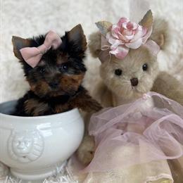 Yorkshire Terriers Available for Delivery in Miami, fl