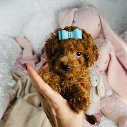 Poodles and Designer Breeds Available in Miami, fl