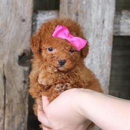 Mini Goldendoodle Puppy for Sale in Miami, fl