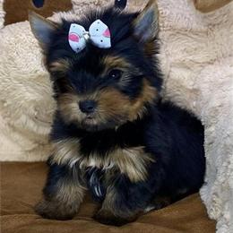 Morkies for Adoption in Miami, fl