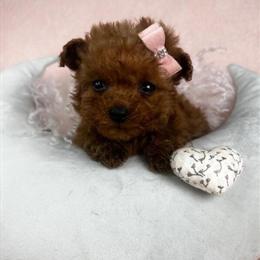 Yorkshire Terriers and Other Tiny Breeds for Sale in Miami, fl