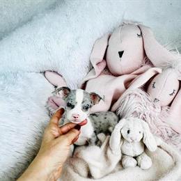 Maltese and other small breeds available at Dog Boutique Store in Miami, fl