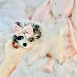 Pomeranian Puppies and Teacup Breeds for Adoption in Miami, fl