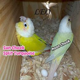 Sun Cheek Conure and Moon Cheek Proven Pairs for Sale in Apopka, fl