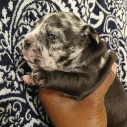 Micro Exotic Bully Puppies Available in Vancouver, wa