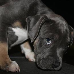 American Bully Puppies Ready for Forever Homes in Vancouver, wa