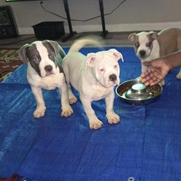 American Bully Puppies Available in Houston, tx