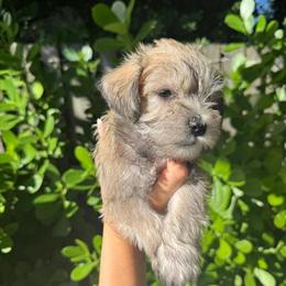 Mini Schnauzer Puppies Ready for Loving Homes in Miami, fl