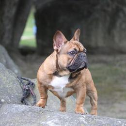 French Bulldog with AKC Paperwork in Shrewsbury, pa