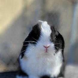 Holland Lop Rabbits Available in Los Angeles, ca