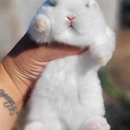 Netherland Dwarf Rabbits for Adoption in Los Angeles, ca