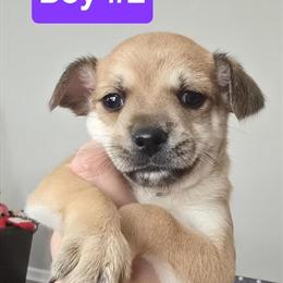 Chihuahua Mix Puppies Looking for Homes in Pendleton, in