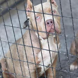 American Bully Puppies Available for Forever Homes in Bloomington, ca