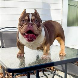 8 Month Old Male American Bully for $1500 in Toledo, oh