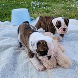 English Bulldog Puppies Ready for New Homes in Asheboro, nc