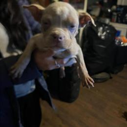 Puppies Need Loving Homes ASAP in Grand Rapids, mi