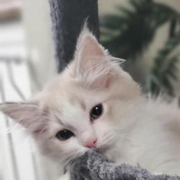 Blue Lynx Bicolor Male Ragdoll Kitten with TICA Pedigree in Fort Lauderdale, fl