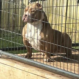 Female American Bully, 3 Years Old in Columbus, oh
