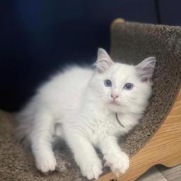 Ragdoll Kitten Available - All White, Born May 5, 2025 in Fort Lauderdale, fl