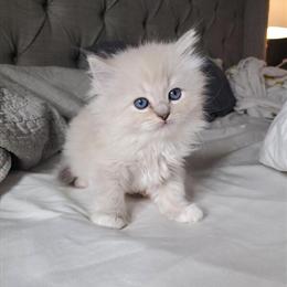 Ragdoll Kitten Olive - Blue Lynx Female Born Oct 28 in Fort Lauderdale, fl