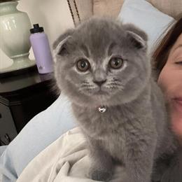 Scottish Fold Kittens Ready for Loving Homes in Clio, mi