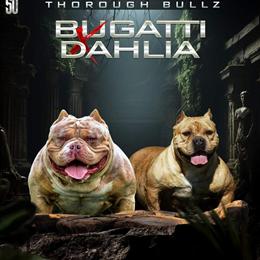 Bullz 1 Year Old with Recent Videos Available in Columbus, oh