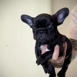 French Bulldog Puppies Available for Adoption in Port Saint Lucie, fl