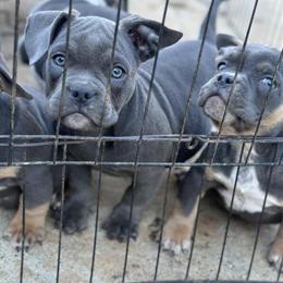 American Bully Puppies Available in Charlotte, nc