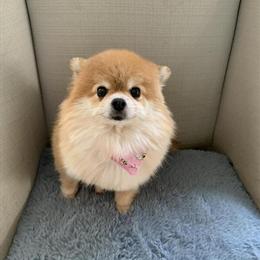 Morkie and Toy Poodle Puppies for Adoption in Bensalem, pa