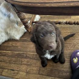Doodle Puppies Available in Harrodsburg, ky