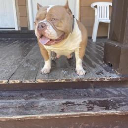 American Bully Female Pup for Sale in Rochester, ny