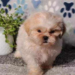 Shih Tzu Puppies Looking for Forever Homes in Lakeland, fl