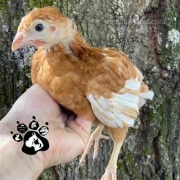Golden Comet and Cinnamon Queen Chicks Available Now in Lakeland, fl