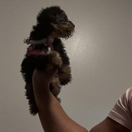 Yorkiepoo Puppy for Rehoming in Milwaukee, wi